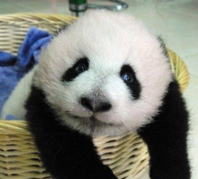 微博真实内容减少_微博各大明星黑料是真的吗还是假的,_明星微博文案翻车